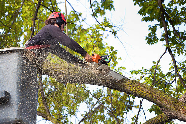 Best Palm Tree Trimming  in Ida Grove, IA